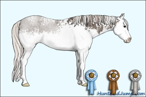 Horse Color: Unknown 