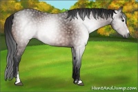 Horse Color:Gray Bay Sabino 