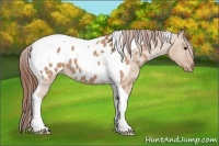 Horse Color:Bay Dun Tobiano Blanket 
