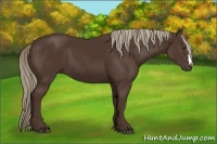 Horse Color:Liver Chestnut 