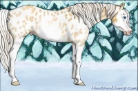 Horse Color:Gray Silver Amber Cream Champagne Roan Splash Frame Near Leopard 