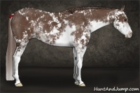 Horse Color:Liver Chestnut Sabino Appaloosa