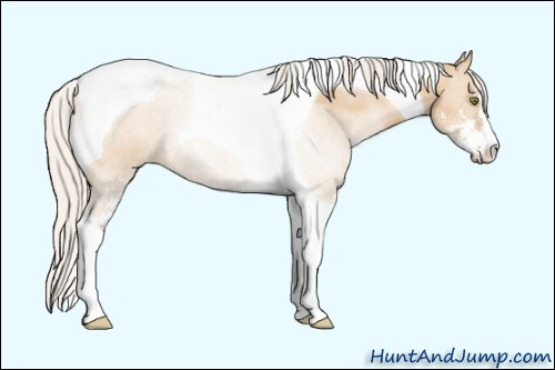 Horse Color: Unknown 