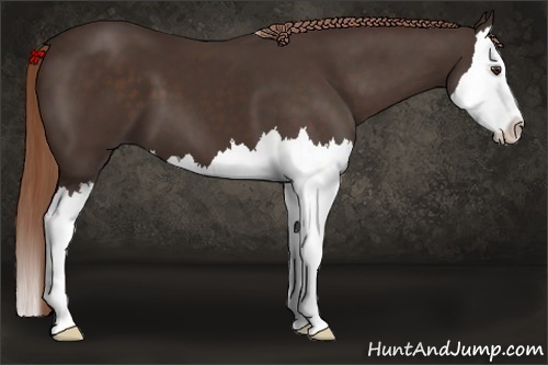 Horse Color: Liver Chestnut Splash 
