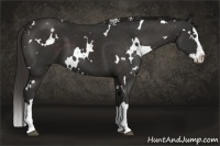 Horse Color:White Spotted Liver Chestnut Sabino Splash 
