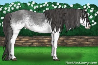 Horse Color:White Spotted Blue Roan Rabicano  Brindle