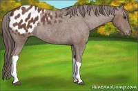 Horse Color:Bay Appaloosa Rabicano 