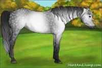 Horse Color:Gray Black 