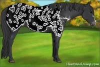Horse Color:Black Appaloosa 