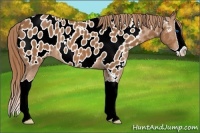 Horse Color:Chestnut Splash Appaloosa 