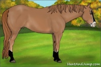 Horse Color:Chestnut Splash 