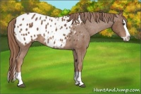 Horse Color:Chestnut Splash Appaloosa 