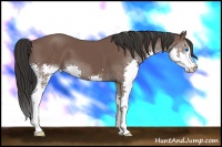 Horse Color:Bay Splash 