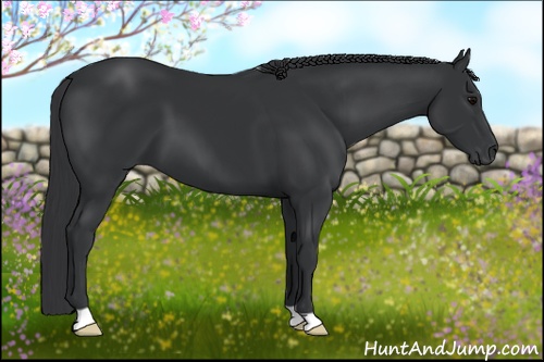 Horse Color: Black 
