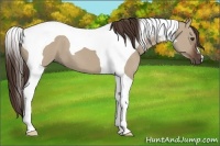 Horse Color:Liver Red Dun Tobiano 
