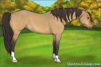 Horse Color:Buckskin Dun 