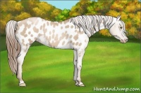 Horse Color:Liver Red Dun Pearl Near Leopard 