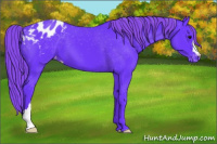 Horse Color:Watercolor Buckskin Appaloosa 