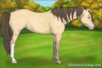 Horse Color:Amber Cream Champagne 