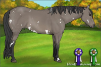 Horse Color:White Spotted Grullo