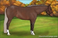 Horse Color:Silver Bay Roan 