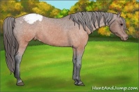 Horse Color:Brown Appaloosa 
