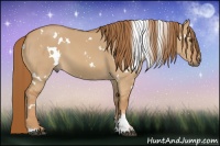 Horse Color:White Spotted Red Dun 