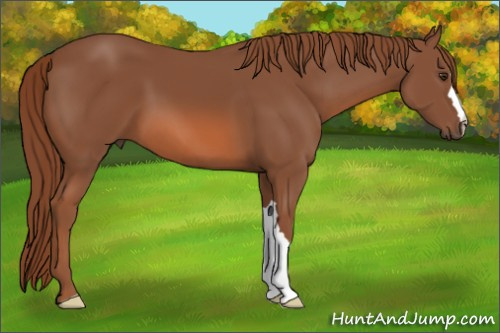 Horse Color: Liver Chestnut 