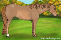 Horse Color:Red Roan 