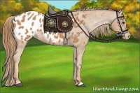 Horse Color:Chestnut Appaloosa