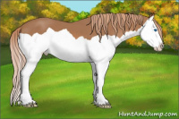 Horse Color:Chestnut Splash 