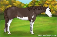 Horse Color:Liver Chestnut Sabino Splash 