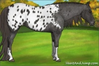 Horse Color:Liver Chestnut Appaloosa 