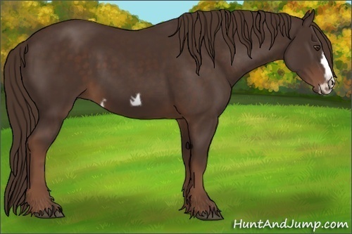 Horse Color: Liver Chestnut Frame 
