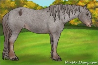 Horse Color:Liver Chestnut Appaloosa