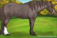 Horse Color:Liver Chestnut Varnish 