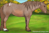 Horse Color:Liver Chestnut Appaloosa 