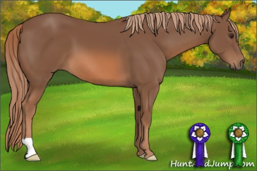 Horse Color: Chestnut 