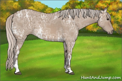 Horse Color: Silver Grullo Ice Sabino 