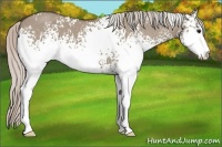 Horse Color:White Spotted Silver Grullo Sabino 
