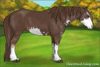 Horse Color:Liver Chestnut Sabino 