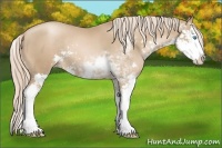 Horse Color:Chocolate Palomino Pearl Sabino Splash 