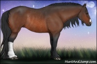 Horse Color:Bay Rabicano 