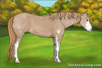 Horse Color:Red Dun Sabino 