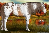 Horse Color:White Spotted Buckskin Appaloosa 