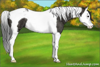 Horse Color:Grullo Ice Splash Tobiano 