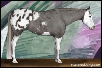 Horse Color:Smoky Black Splash Appaloosa 