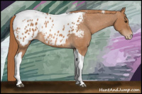 Horse Color:Chestnut Tobiano Appaloosa 