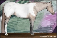 Horse Color:Bay Dun Appaloosa 