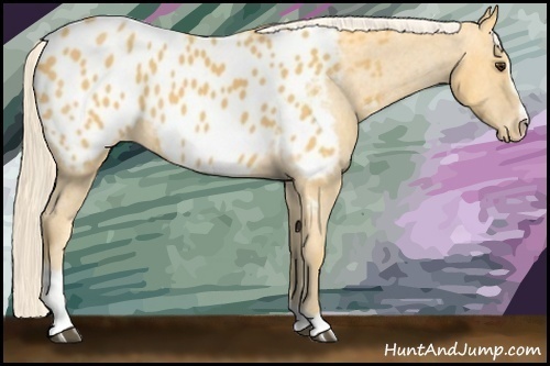Horse Color: Palomino Sabino Blanket 